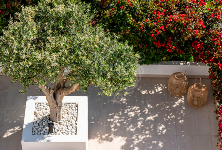 El atractivo ornamental del olivo