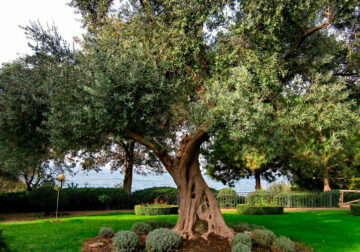 ¿Es el olivo el árbol ornamental perfecto para tu hogar?