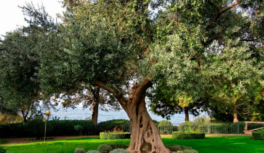 ¿Es el olivo el árbol ornamental perfecto para tu hogar?