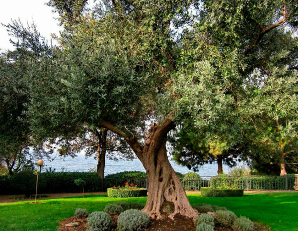 ¿Es el olivo el árbol ornamental perfecto para tu hogar?