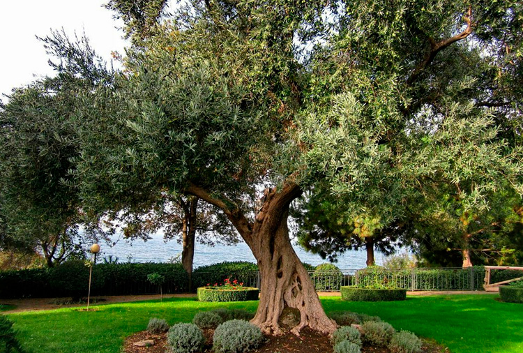¿Es el olivo el árbol ornamental perfecto para tu hogar?