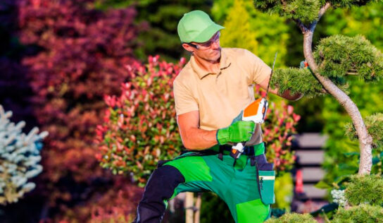 El arte del paisajismo vivo: Guía completa para el mantenimiento y limpieza de jardines
