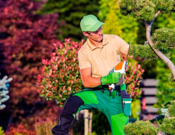 El arte del paisajismo vivo: Guía completa para el mantenimiento y limpieza de jardines