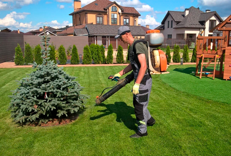 El césped: La alfombra del jardín El césped: La alfombra del jardín