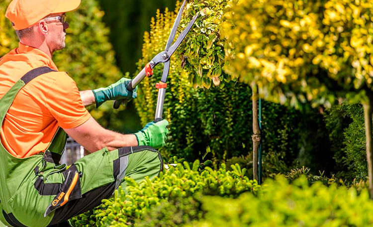 Estrategias maestras en el mantenimiento y limpieza de jardines Estrategias maestras en el mantenimiento y limpieza de jardines